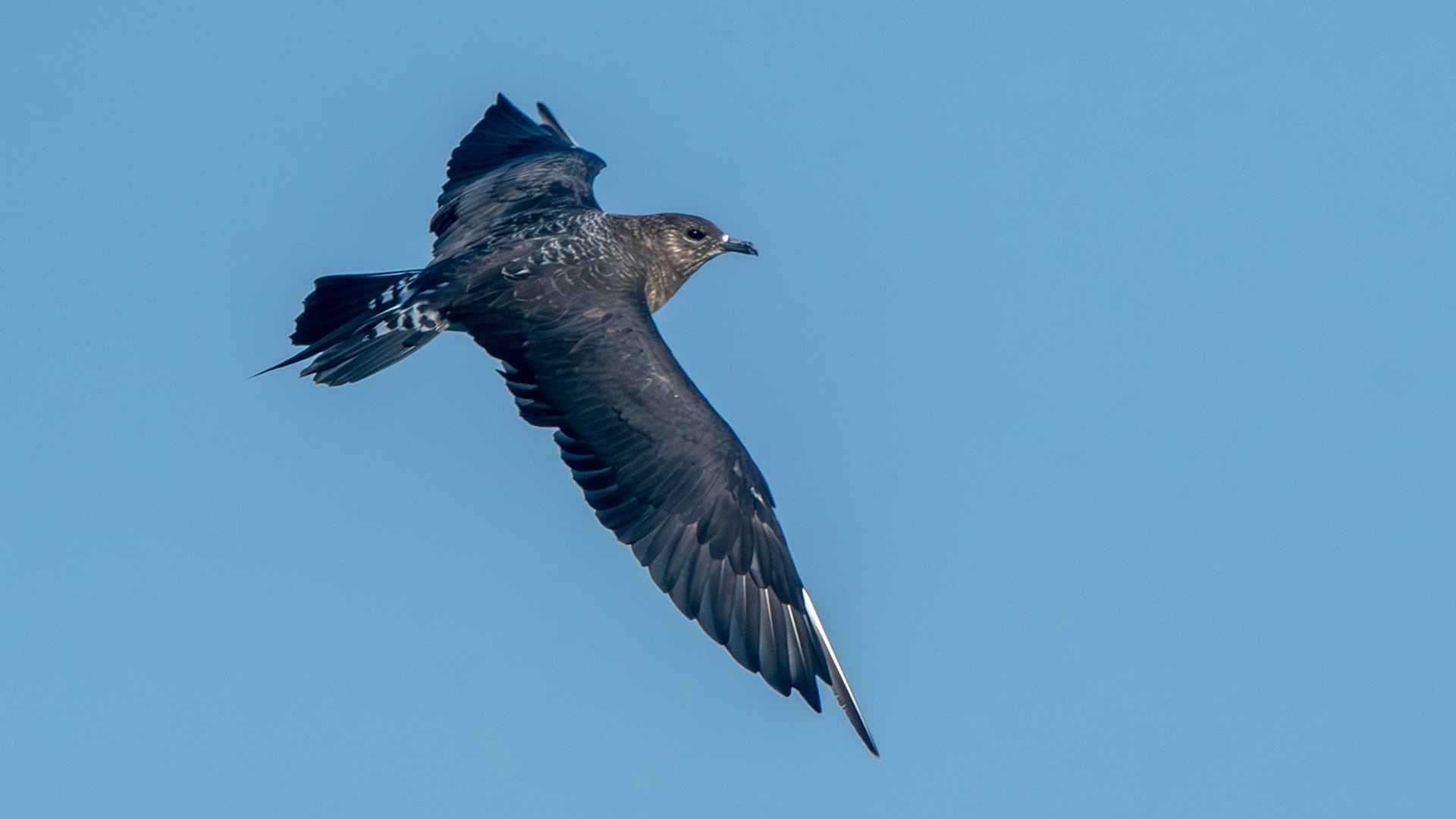Parasitic Jaeger